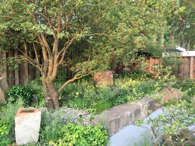 Many of the trees had stony mulches beneath them, reflecting natural changes in soil conditions