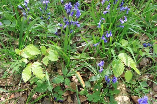 New beech trees commencing forest regeneration