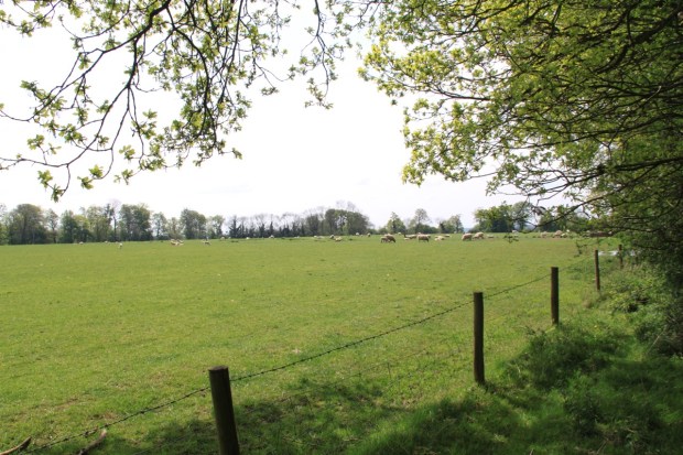 Oak trees thrive on the forest edge