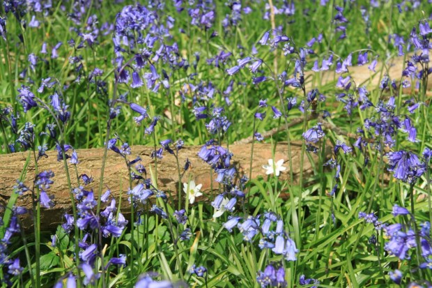 Starry white wood anemones punctuate the bluebells
