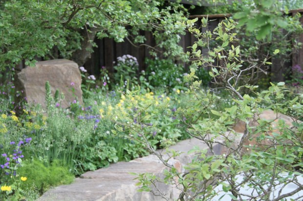 The contrast of craggy Vaccinium and oak trees amongst fresh new perennial growth