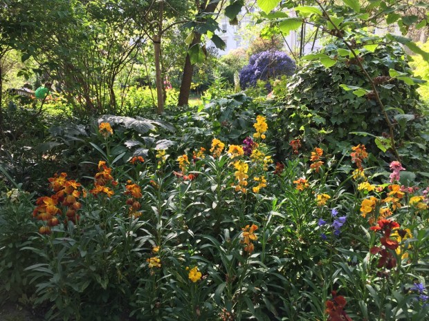 The extraordinary blue of Ceanothus 'Cynthia Postan' picks out the bluebells set amongst a riotous display of wallflowers