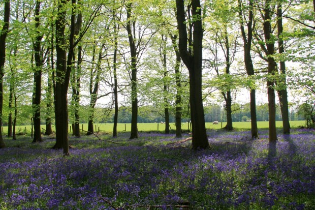 The full joys of spring, with bulbs, new leaves and newly born lambs