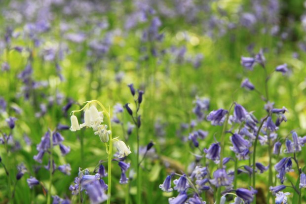 The occasional mutation adds extra sparkle