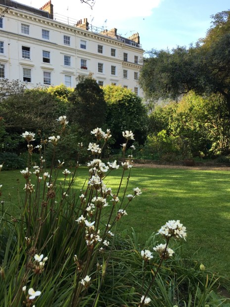 These remind me so much of Dietes and look so elegant set against the Regency architecture