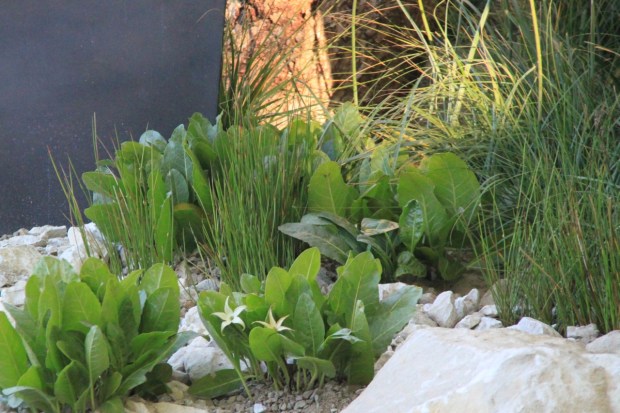 These white-flowered things (I like Andy all the more for using the word 'things'!) are, surprisingly, frost tolerant