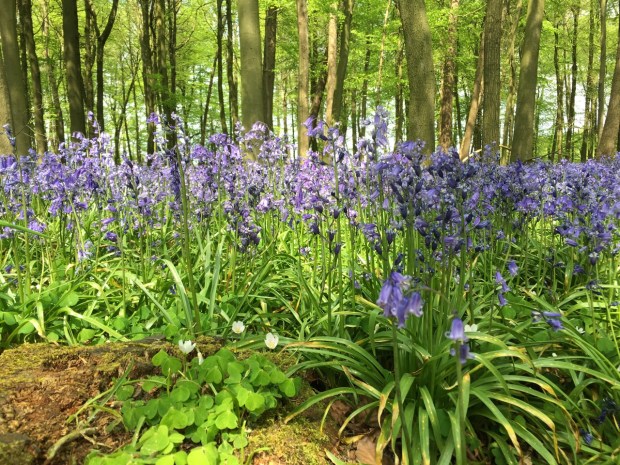 Wood sorrel finding a home in a fallen limb