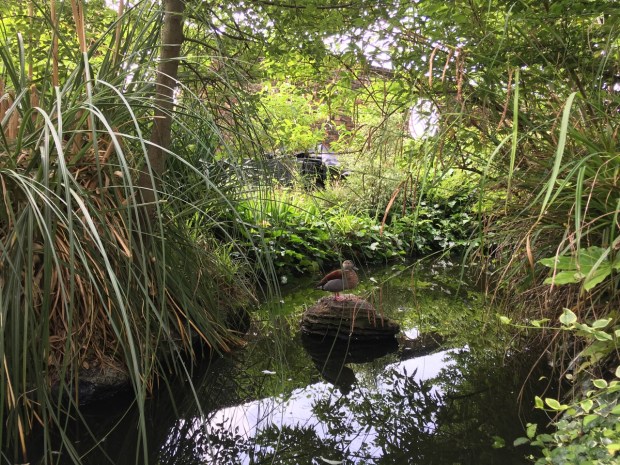 A duck in the Woodland Garden at Kensington Roof Gardens