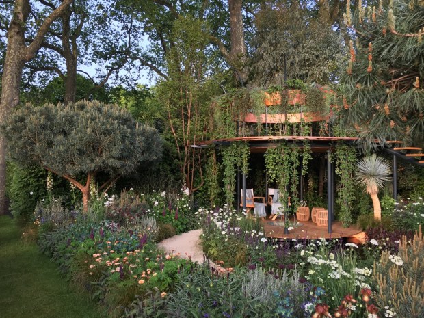 A parakeet surveys the garden from its home in the plane tree. Oh to be him for the week!