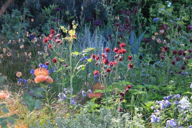 Absolutely stunning Leucospermum shine in the light and bring the copper ornamentation to life. Nick Bailey