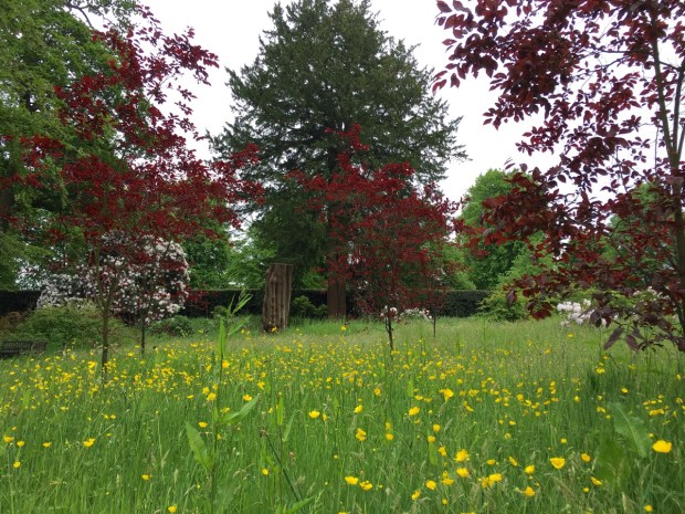 Bright, burgundy Prunus and sunny, yellow buttercups