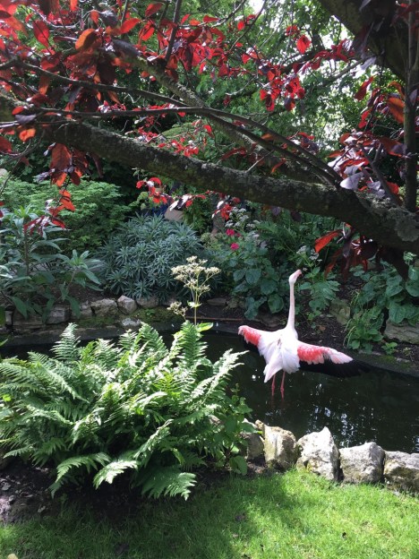 Flamingoes at Kensington Roof Gardens
