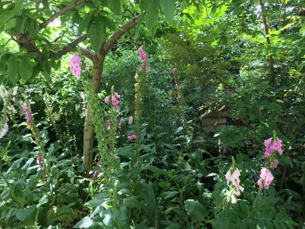 Foxgloves and beehives, at 30 metres