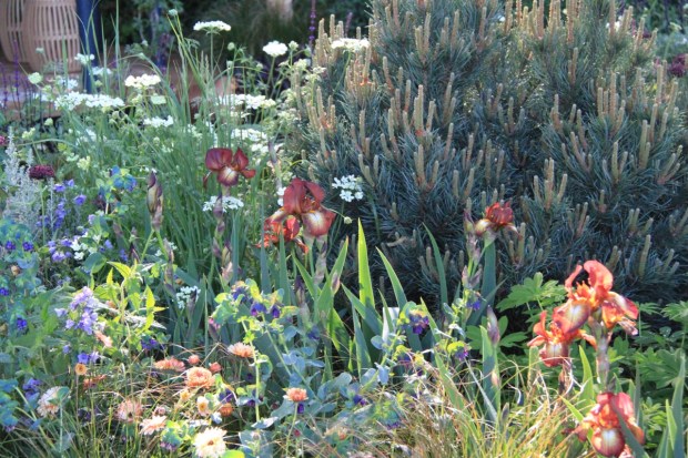 Iris 'Kent Pride were a great example of the deep, rich colours in so many 2016 Chelsea show gardens. Nick Bailey