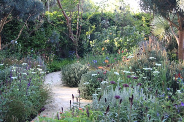 Loosely pruned Australian Westringia provide structure along the winding path