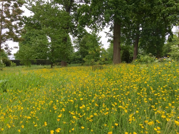 Meadow buttercup (Ranunculus acris)