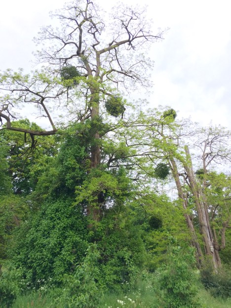 Mistletoe hanging like baubles