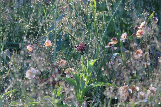 Morning sunlight bounces off a freshly watered show garden. Nick Bailey