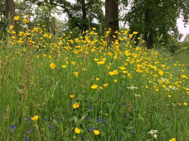 Ranunculus acris (meadow buttercup), Veronica chamaedrys (germander speedwell), Rumex acetosa (common sorrel) and Anthriscus sylvestris (cow parsley)