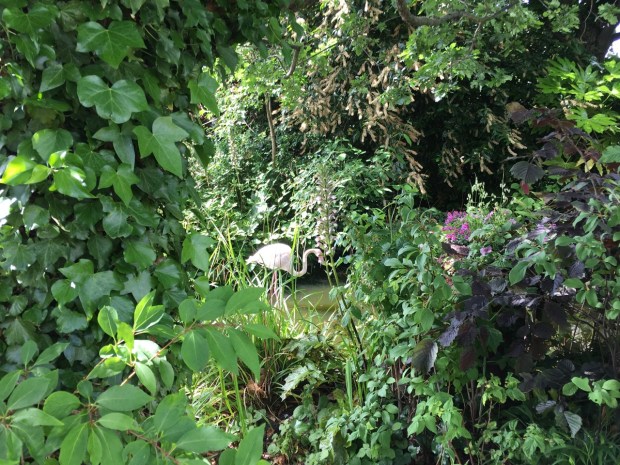 The Woodland Garden is incredibly rustic. You feel you are walking down a country lane in Kent...until you spot a Flamingo through the foliage