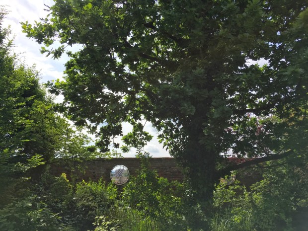 This oak tree was quite enormous for its setting