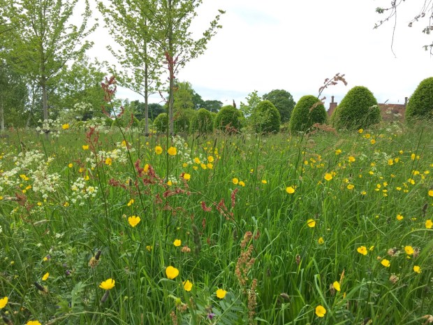 Vetch, cow parsley, sorrel, buttercup and plantain