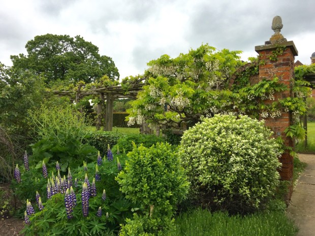 Wisteria and lupins at Hatfield House