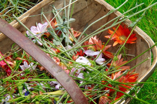 Even the evidence of deadheading is pure, aesthetic delight!