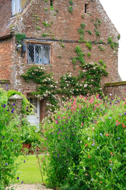 Invisibly-staked sweet peas, of incredible health, sit in front of the house with a mix of self sown and planted wall climbers