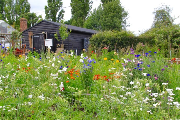 Primary colours jostle for space in the Cutting Garden at Sissinghurst. The black shed provides a powerful backdrop to these strong colours, demonstrating the thought put into even the back of house areas