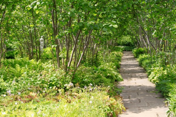 Shady loving plants part to reveal a sculpture in the dappled light of multi-stemmed trees