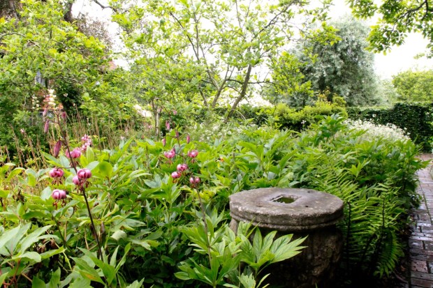 These pink Lilium martagon create a calm pop of colour amongst a sea of green and white