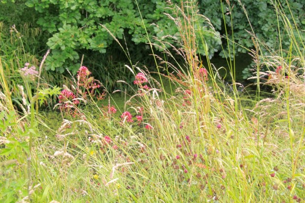 Valeriana officinalis and Trifolium pratense mix with grasses above the lake in a scene that looks entirely natural, yet is almost certainly precisely planned