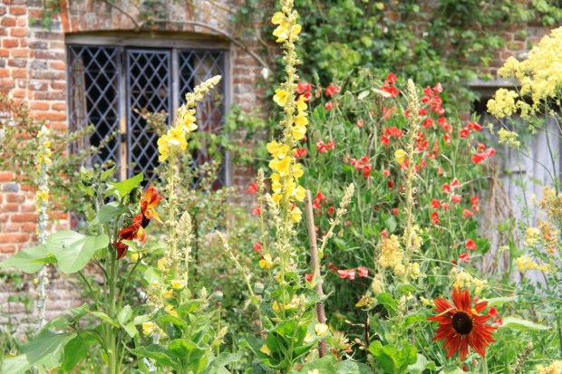 Wonderful colour combinations in the Cottage Garden