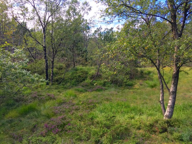 Birches and heathers growing in the wild; so perfect