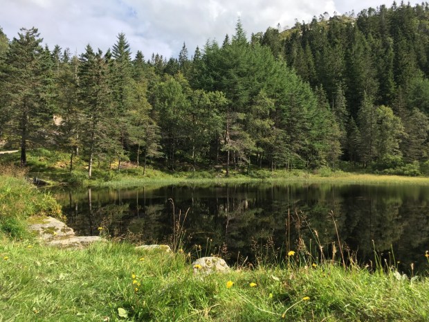 Conifers at their very best in their natural surroundings