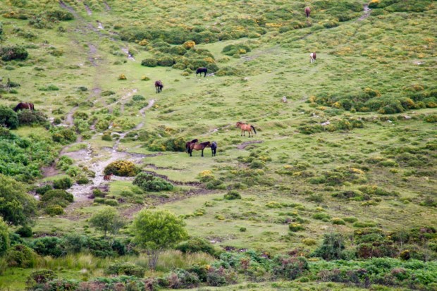 Hoof-prints found on Dartmoor show domesticated ponies were here around 3,500 years ago; they appear to be wild but are actually owned by farmers exercising their right to use the 'commons'