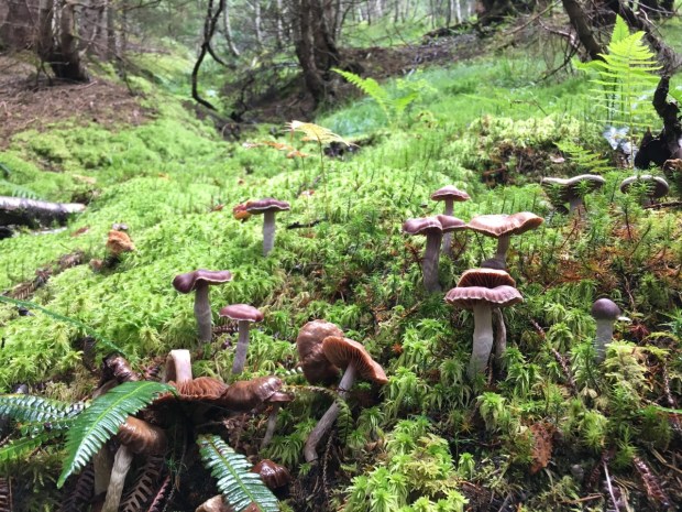 Loved these cute mushrooms! You can get a sense of the richness of vegetation in Norway from this photo (and the average rainfall!)