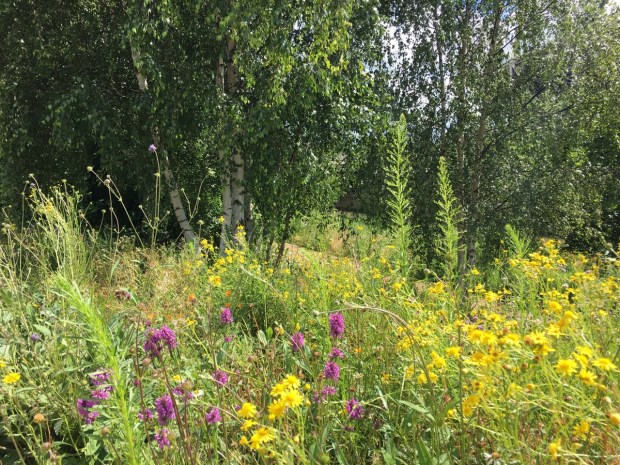 Native orchids in this enhanced English meadow style planting