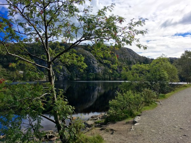 Rowan trees on our walk between Stoltzekleiven and Mount Floyen in the mountains surrounding Bergen. After climbing what we were told is the steeping running track in the world it was beautiful to enjoy these serene scenes