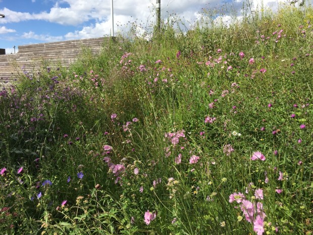 Soft meadow planting at the Queen Elizabeth Olympic Park