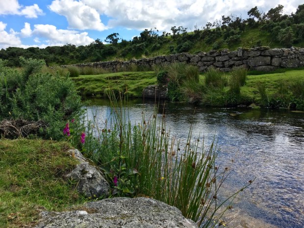 Wild foxgloves and old stone walls at Dartmoor National Park