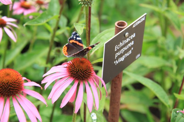 A garden full of wildlife is a happy-feeling garden!