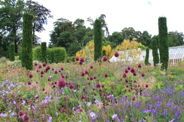 Alliums and conifers provide vertical elements to the soft planting at Broughton Grange
