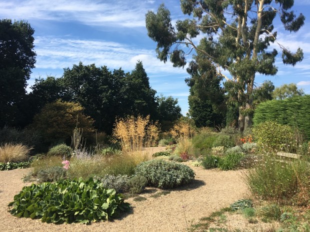 Beth Chatto's Gravel Garden, complete with an enormous Eucalyptus
