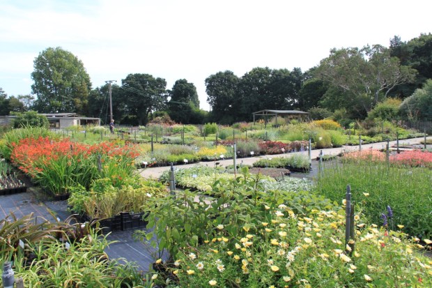 Beth Chatto's nursery; if only I lived round the corner from here!