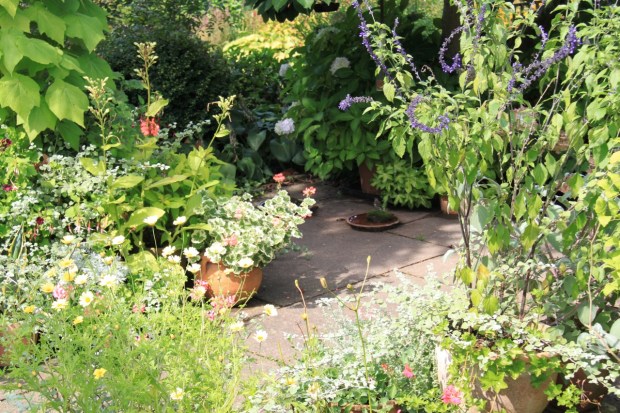 Birds and favourite plants on Beth Chatto's patio