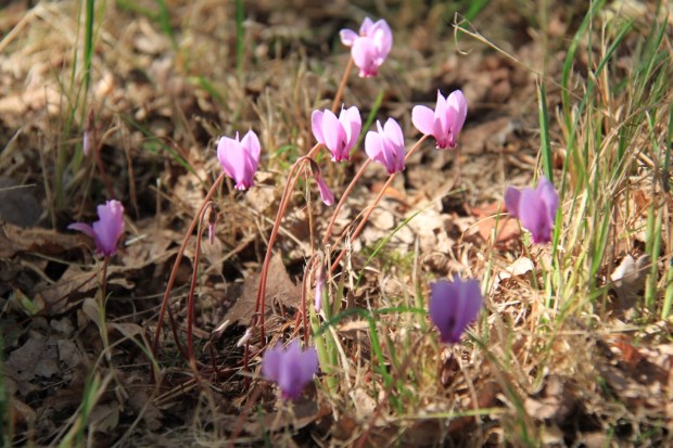 Delicate Cyclamen growing in bare wasteland at Beth Chatto's garden