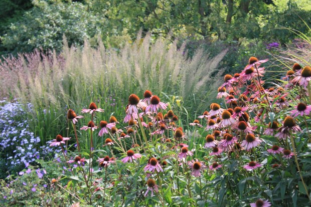 Echinacea, Geranium and Aster in the Reservoir Garden at Beth Chatto's