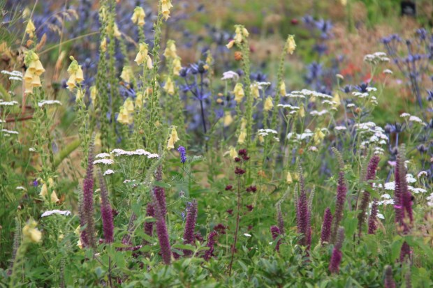 Finding neighbours with complementary heights in surprisingly difficult, but deliberately infertile soil helps manage this at Broughton Grange